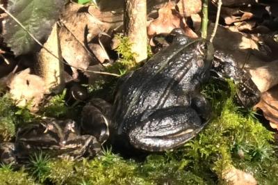 Grenouille verte 