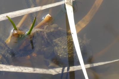 Crapaud