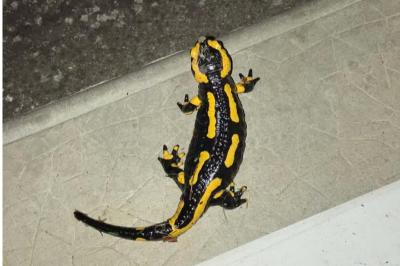 Salamandre tachetée 