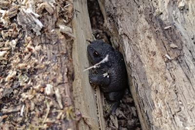 Crapaud