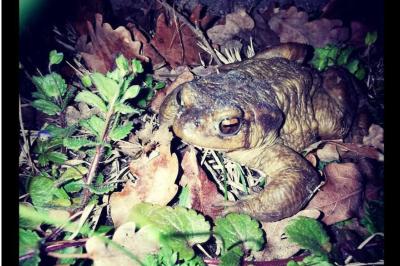 Crapaud