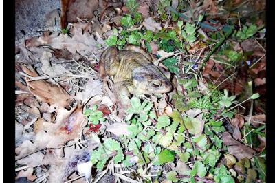 Crapaud