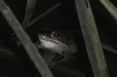 Grenouille agile 