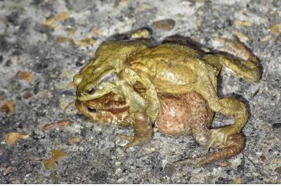 Crapaud épineux 