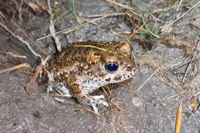 Crapaud calamite 