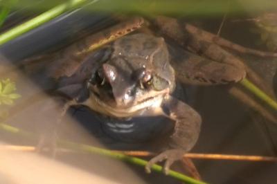 Grenouille agile 