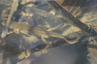 Triton palmé 