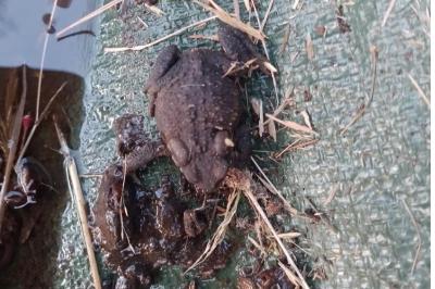 Crapaud