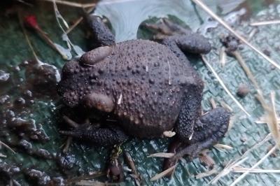 Crapaud épineux 