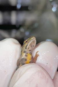 Triton ponctué 