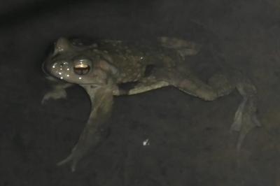 Crapaud