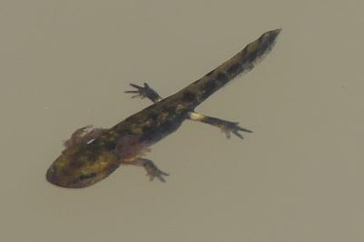 Salamandre tachetée 