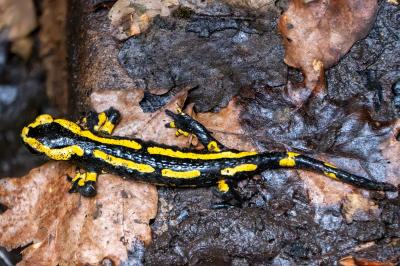 Salamandre tachetée 