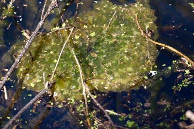 Grenouille agile 