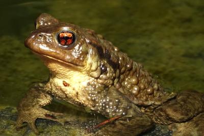 Crapaud