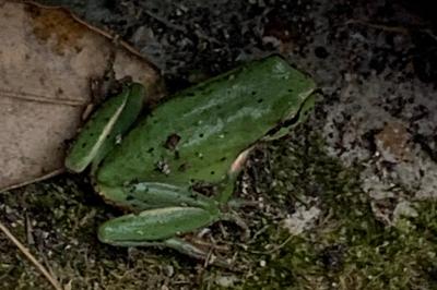 Rainette verte 