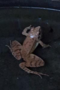 Grenouille agile 
