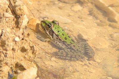 Grenouille verte 