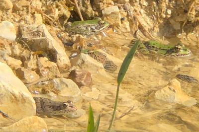 Grenouille verte 