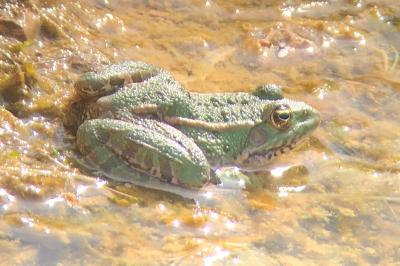 Grenouille verte 