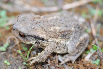 Crapaud épineux 