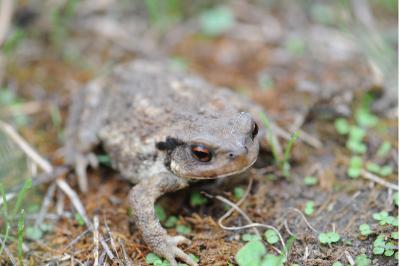 Crapaud épineux 