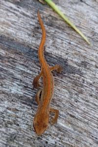 Triton palmé 
