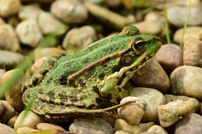 Pelophylax kl. esculentus