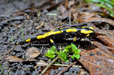 Salamandre tachetée 