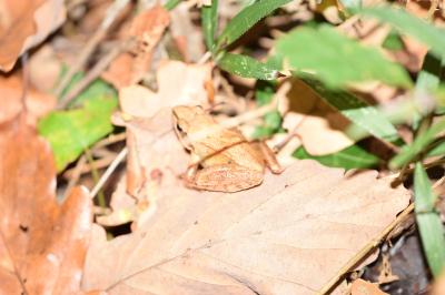 Grenouille agile 