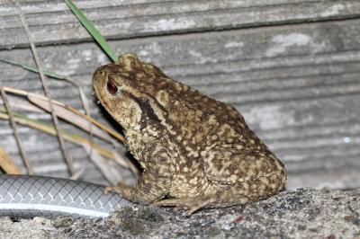 Crapaud épineux 