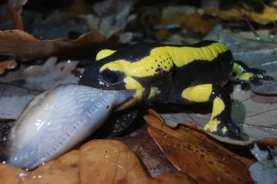 Salamandre tachetée 
