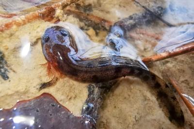 Salamandre tachetée 