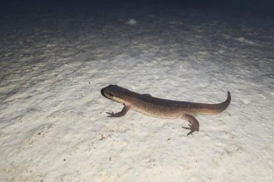 Triton palmé 