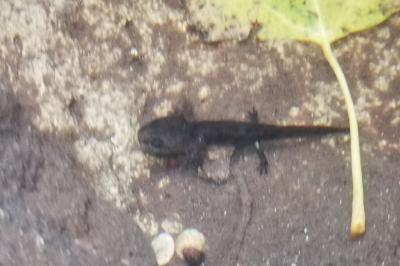 Salamandre tachetée 