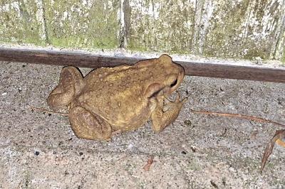 Crapaud épineux 