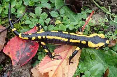 Salamandre tachetée 