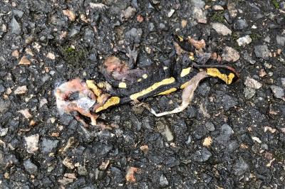 Salamandre tachetée 
