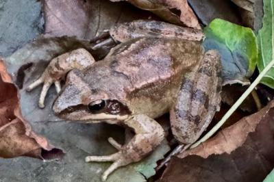 Grenouille agile 