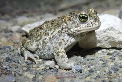 Crapaud calamite 