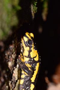 Salamandre tachetée 