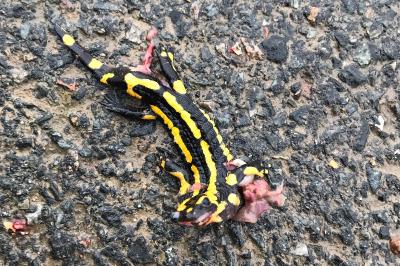 Salamandre tachetée 
