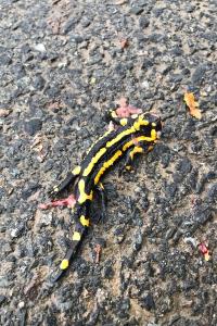 Salamandre tachetée 