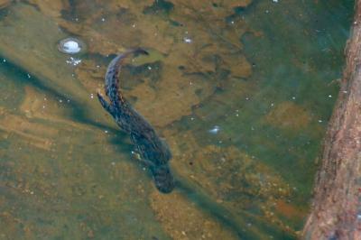 Triton alpestre 