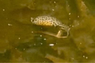 Triton alpestre 