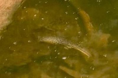 Triton alpestre 