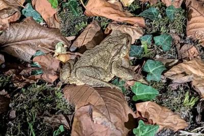 Crapaud