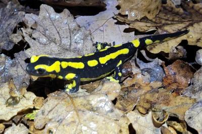 Salamandre tachetée 