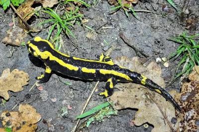 Salamandre tachetée 