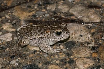 Crapaud calamite 